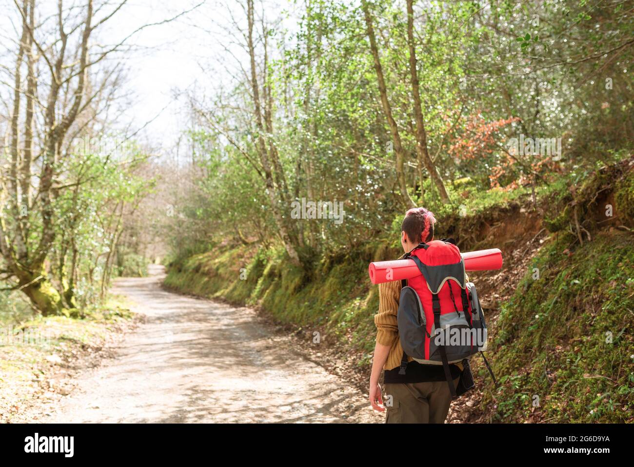 Back view of anonymous female backpacker walking along road in woods ...