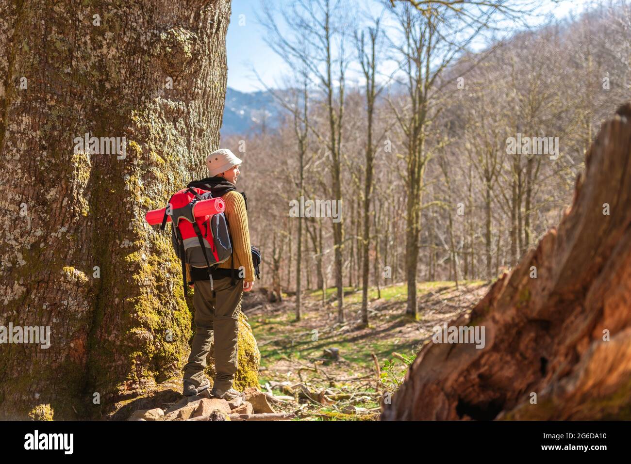 Back view of female backpacker standing near tree in woods in highlands ...