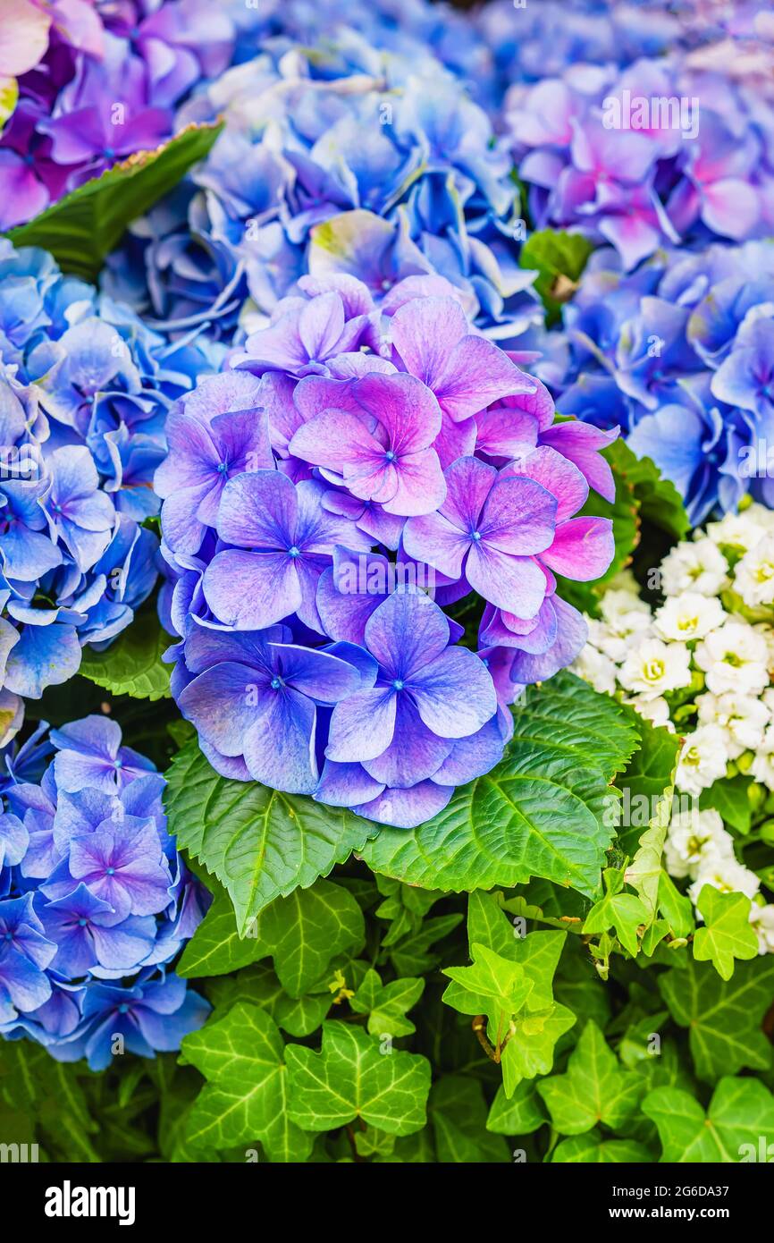 Hydrangea banner hi-res stock photography and images - Page 6 - Alamy