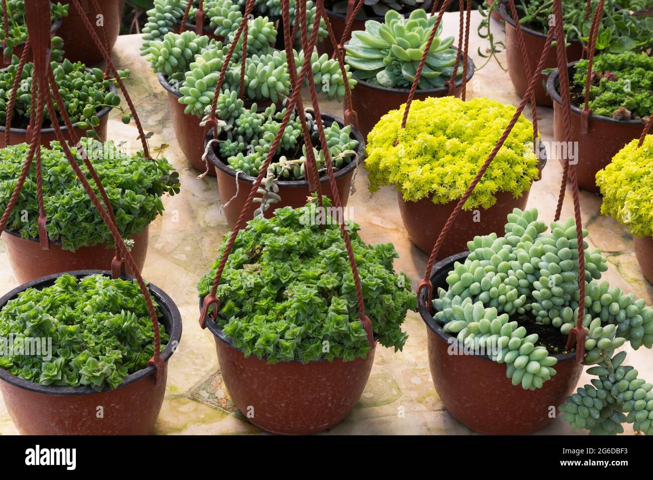 Mixed Echeveria Succulent plants in brown plastic hanging baskets on