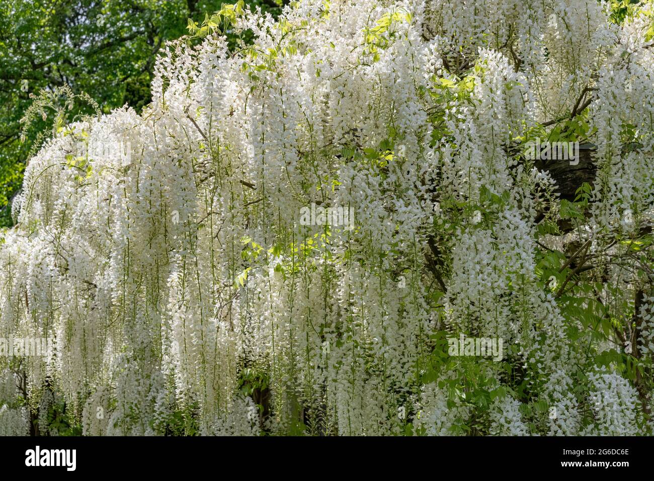 massed ranks of white wisteria recemes Stock Photo