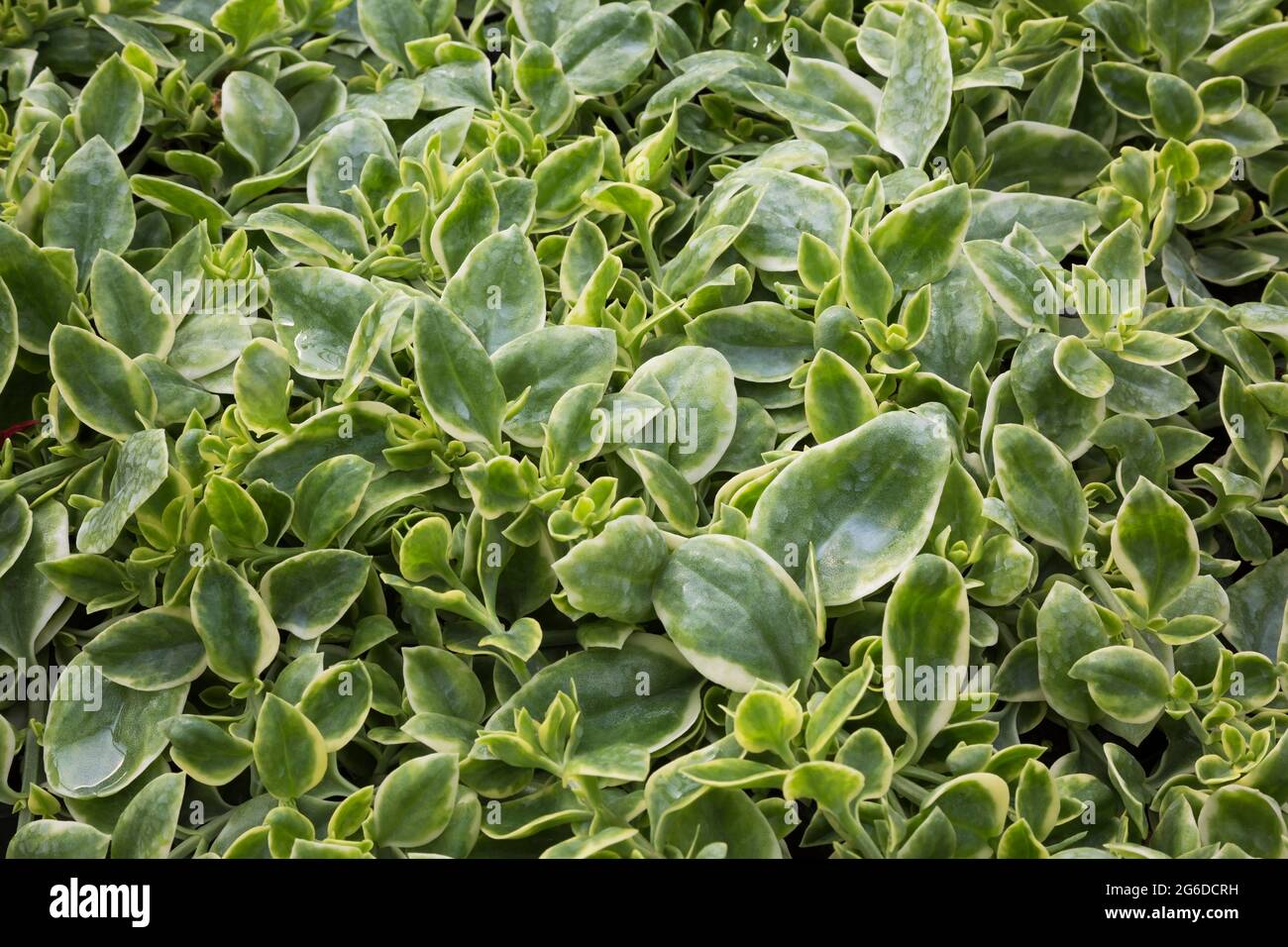 Echeveria - Semi-Succulent plants with hard water spots Stock Photo