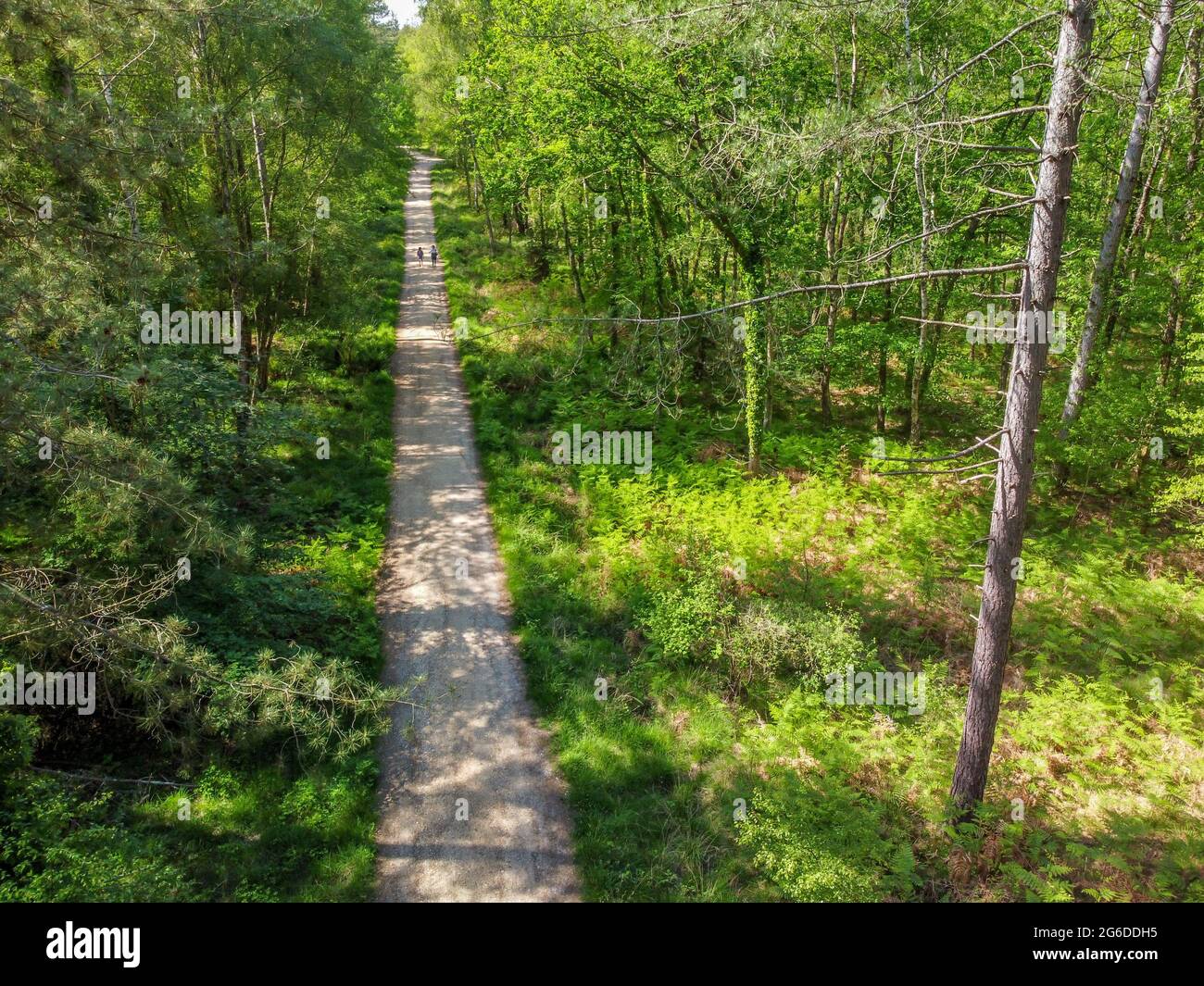 Aerial view of path through the New Forest woodland, Hampshire Stock Photo