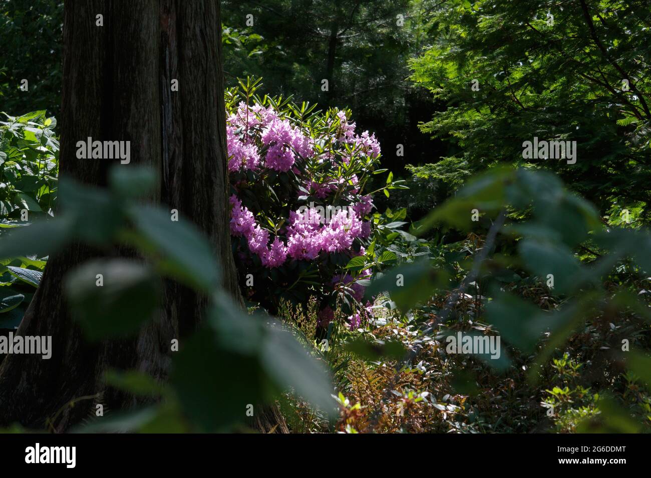 woodland scene with sun shining through the trees directly hitting a lavender rhododendron shrub in full bloom next to a large tree trunk and surround Stock Photo