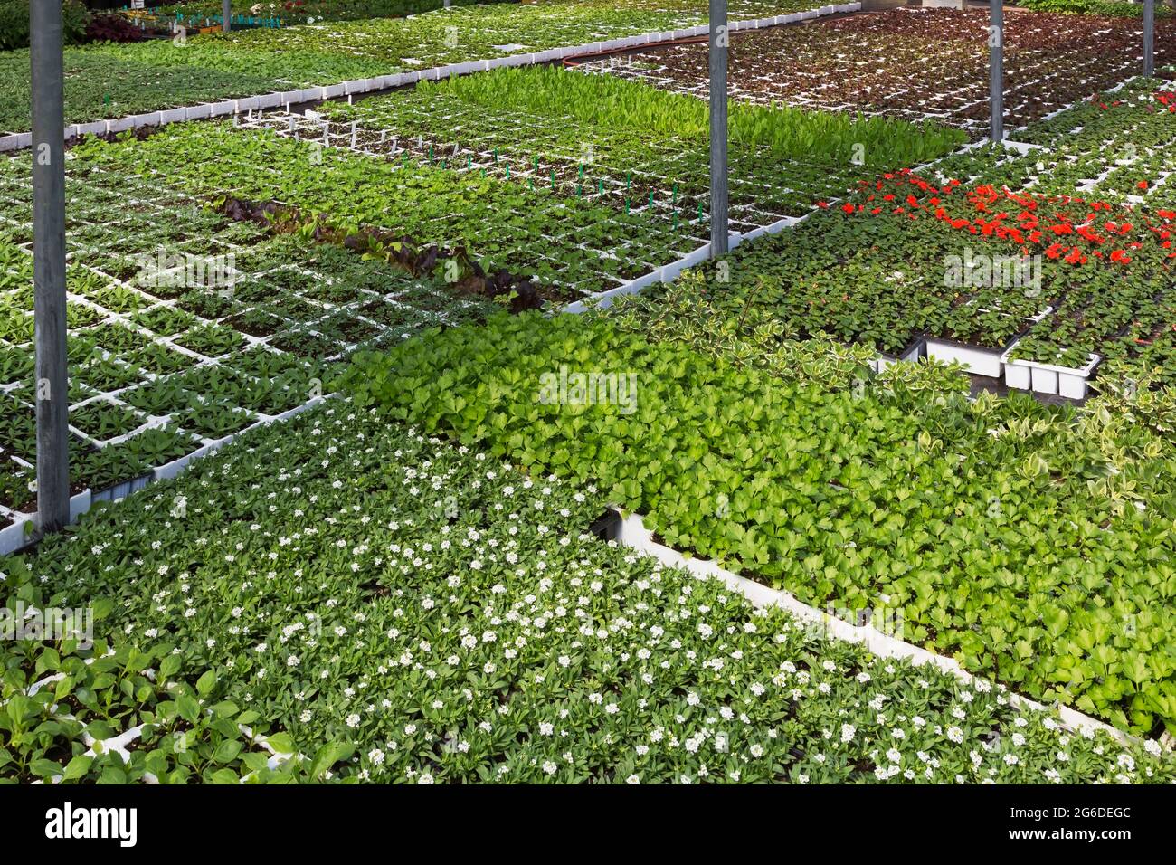 Mixed plants and flowers growing in containers inside a greenhouse Stock Photo