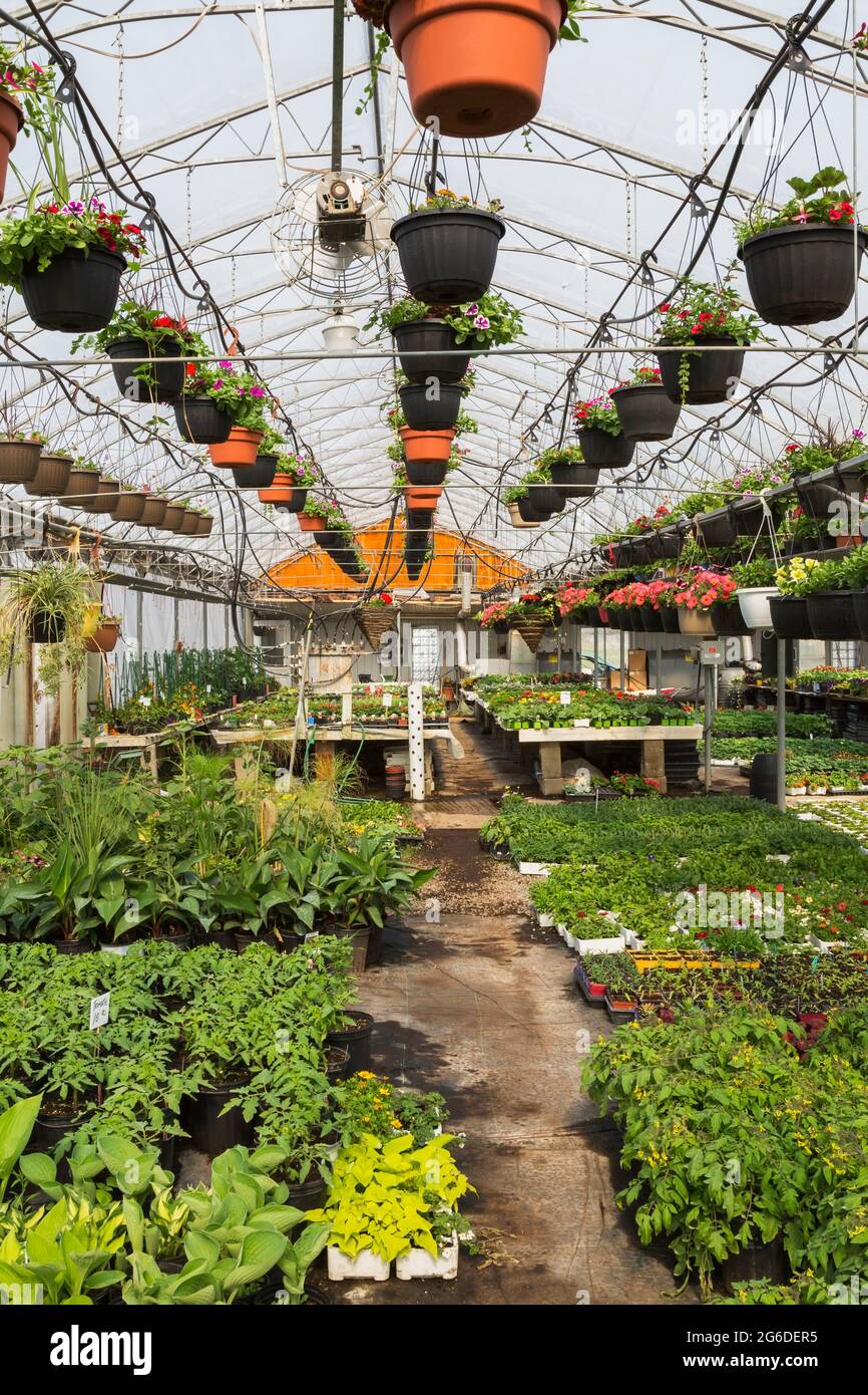 Mixed plants and flowers growing in hanging baskets and containers