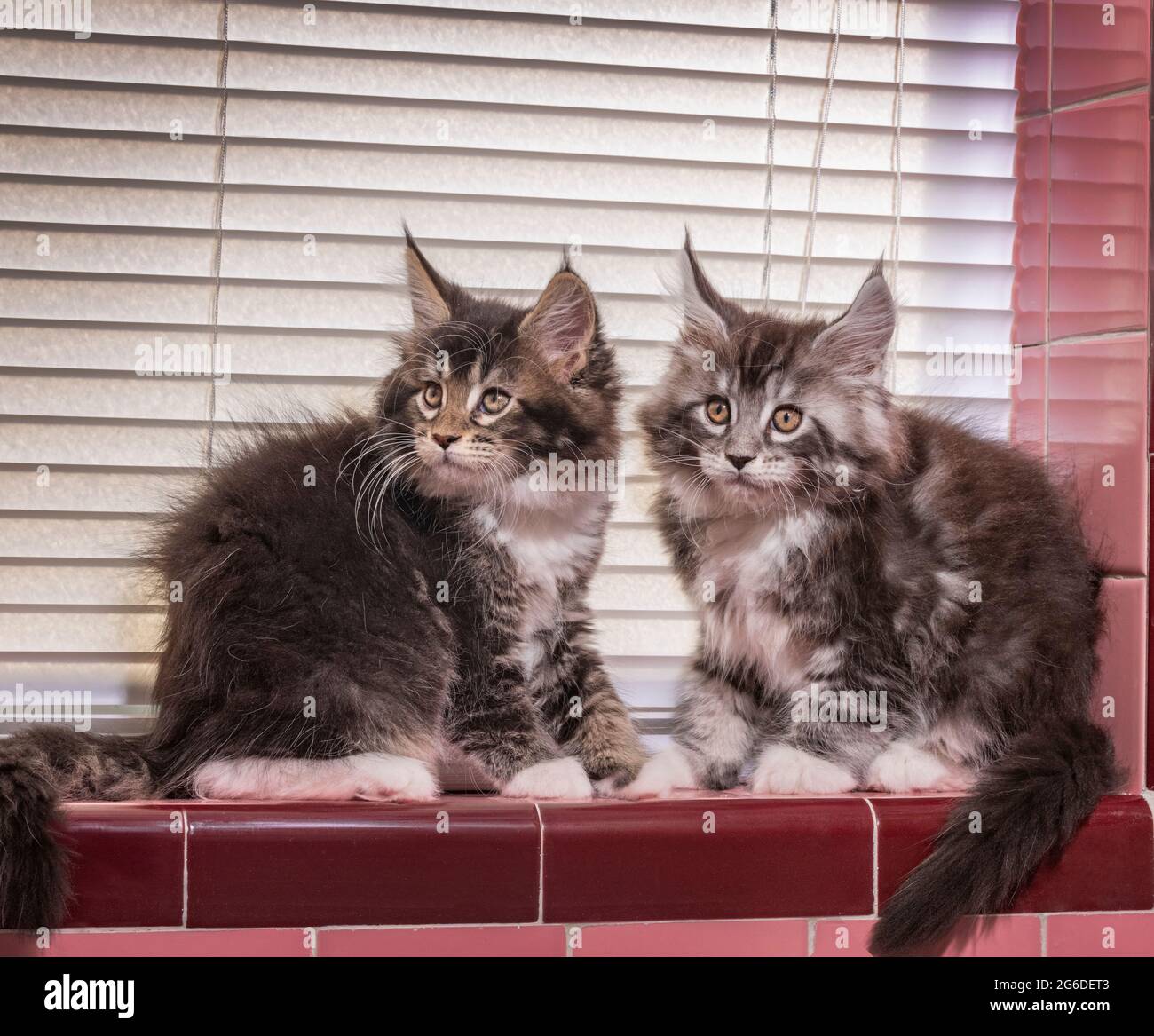 Pair of Maine Coon Cat kittens sit on tile window sill Stock Photo