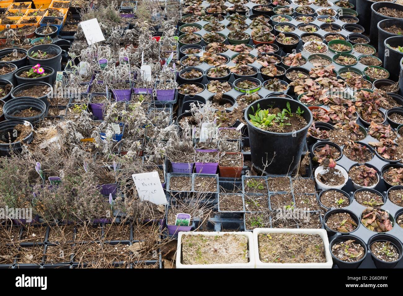 Mixed perennial plants emerging and growing anew in plastic and white