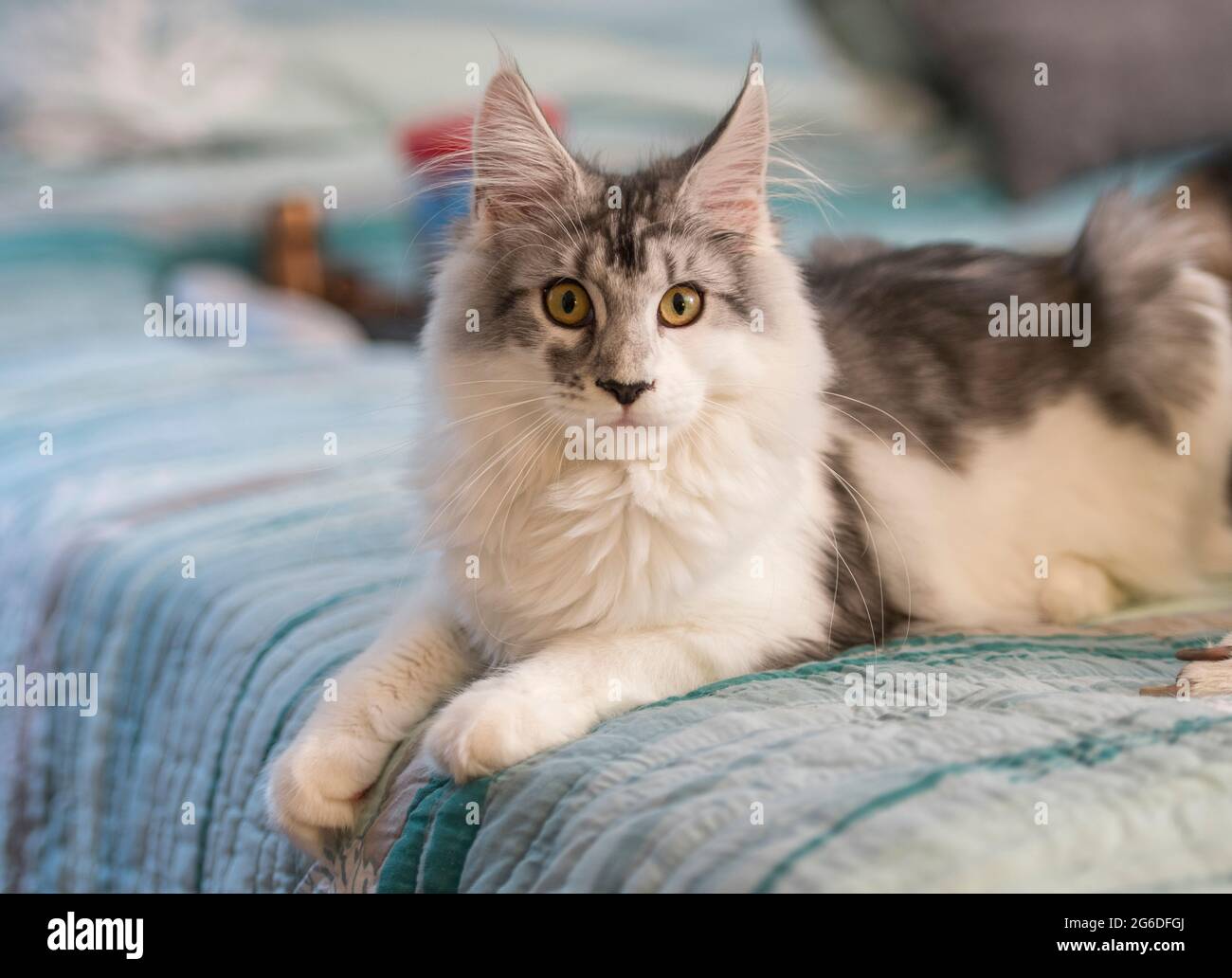 Six month old juvenile female Maine Coon Cat Stock Photo