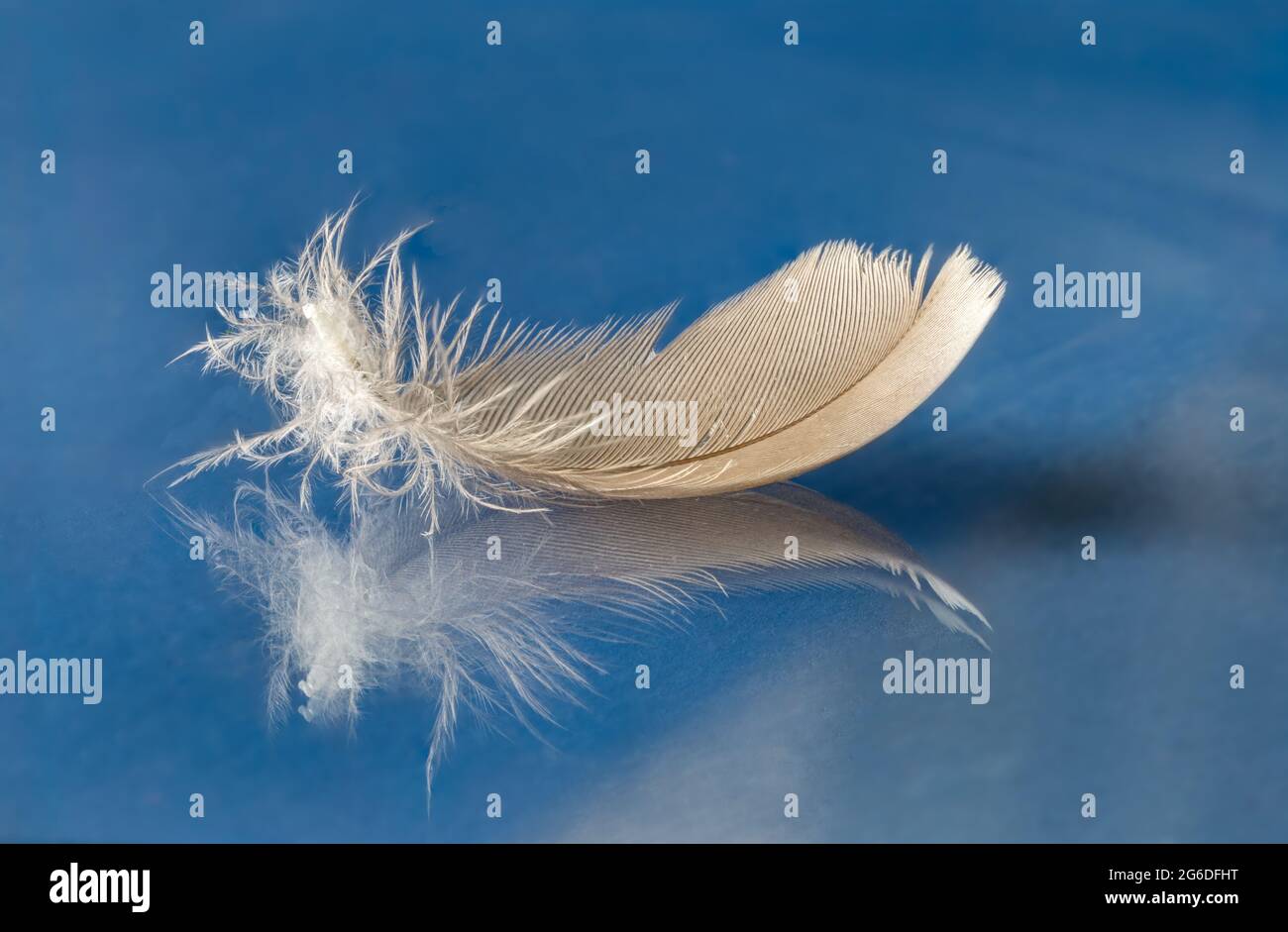 white feather on a reflective blue background Stock Photo