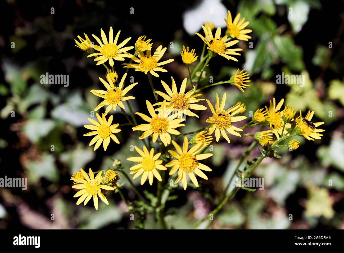 Sunwheel flowers (Buphthalmum salicifolium) provide habitat Stock Photo