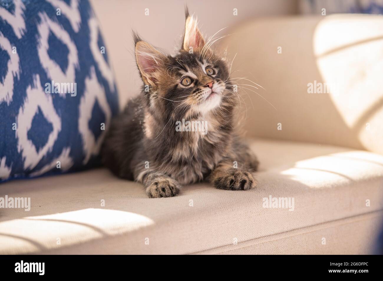 Main Coon cat kitten Stock Photo
