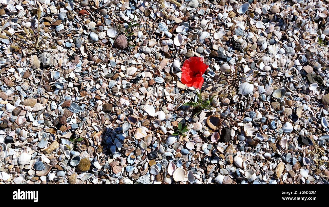 Fragile shells hi-res stock photography and images - Alamy