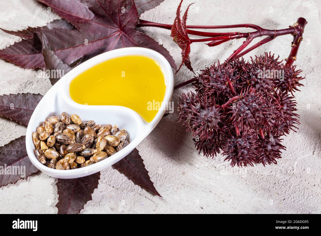Castor Oil Fruits High Resolution Stock Photography and Images Alamy