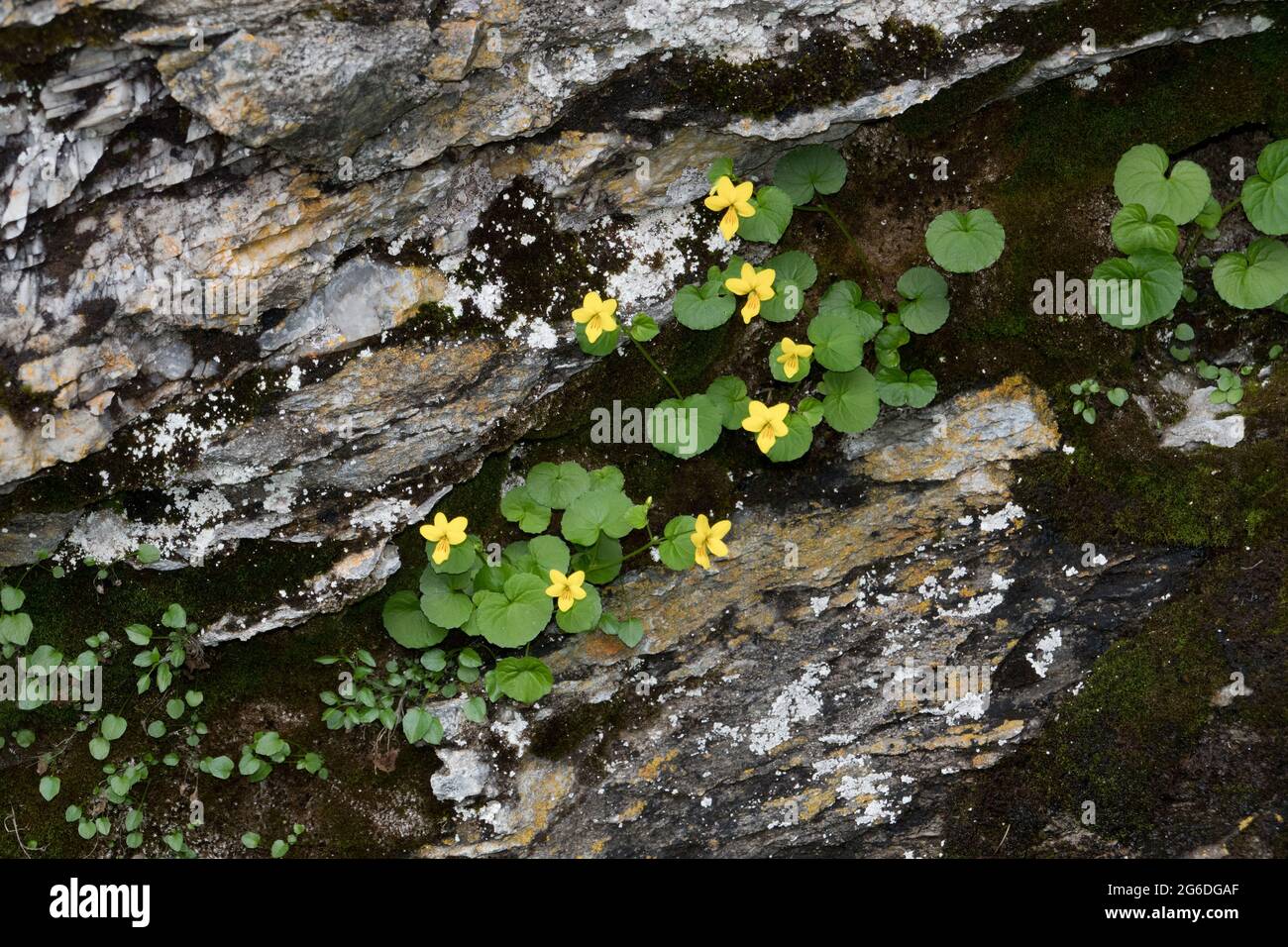 Alpine yellow-violet, a rich source of cyclotides, growing in rock crevice Stock Photo