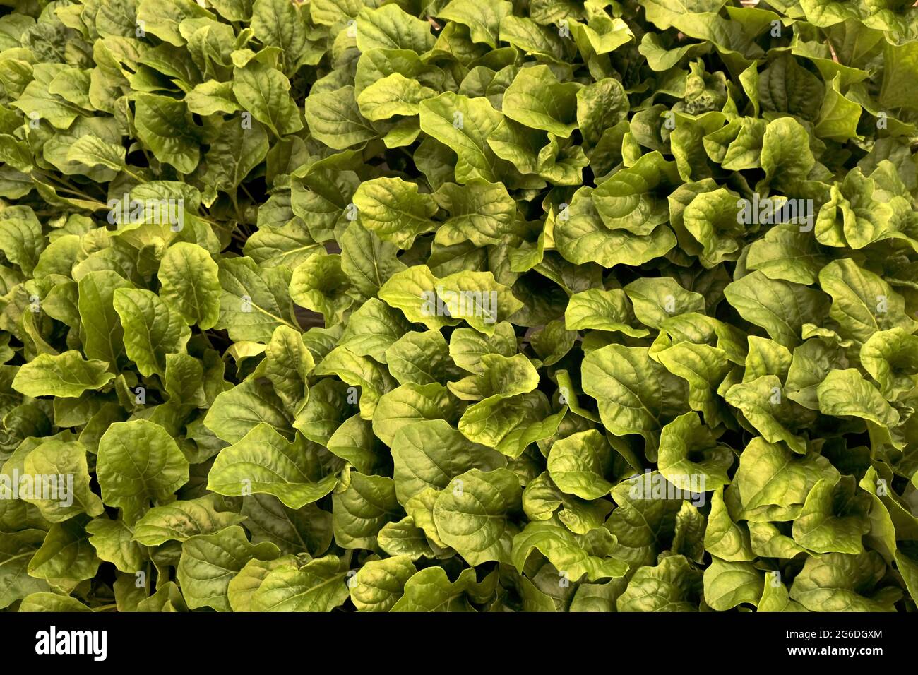 Green leaves pattern background, Natural background and wallpaper Stock ...