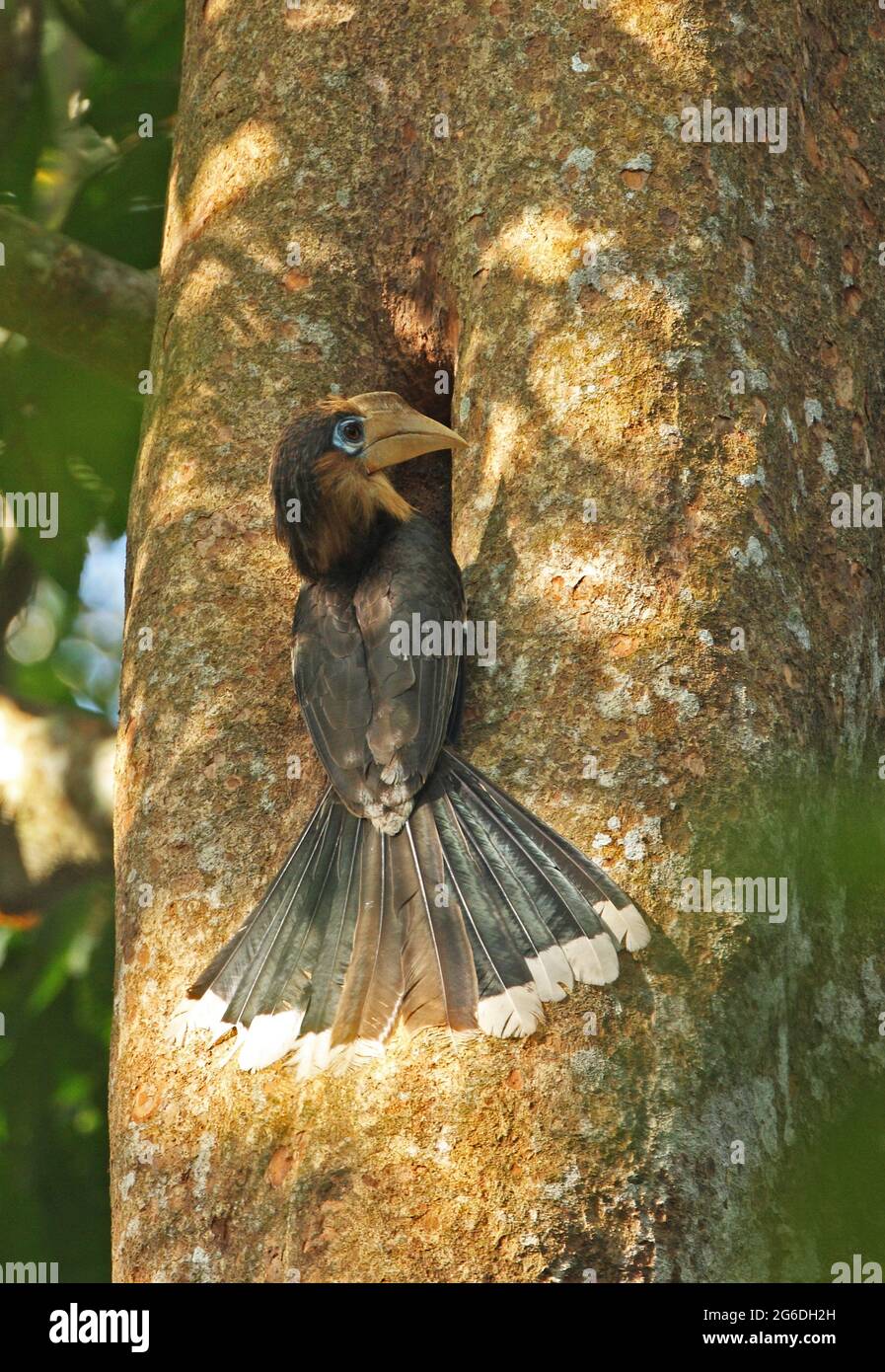 Tickell's Brown Hornbill (Anorrhinus tickelli) adult male visiting nest  Kaeng Krachen NP, Thailand             February Stock Photo