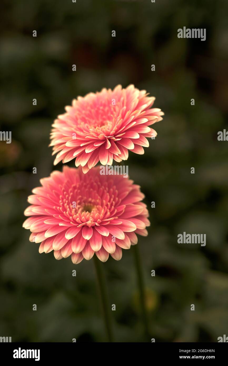Gerbera in Pink colours. Floral photography. Floral desktop background. Pink gerbera. Nature background. Darkgreen leaves. Stock Photo
