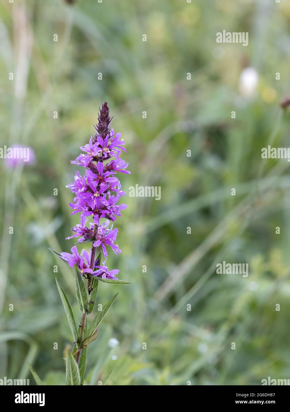fragrant orchid or chalk fragrant orchid in its natural environment Stock Photo