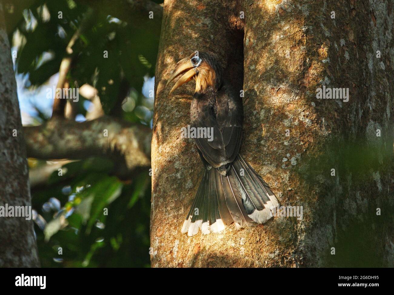 Tickell's Brown Hornbill (Anorrhinus tickelli) adult male visiting nest regurgitating fruit Kaeng Krachen NP, Thailand             February Stock Photo