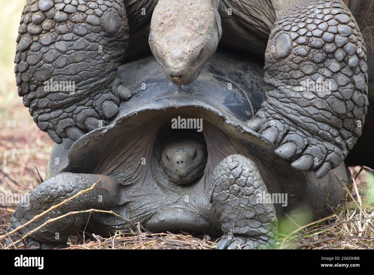 Turtle hiding in shell hi-res stock photography and images - Page 2 - Alamy