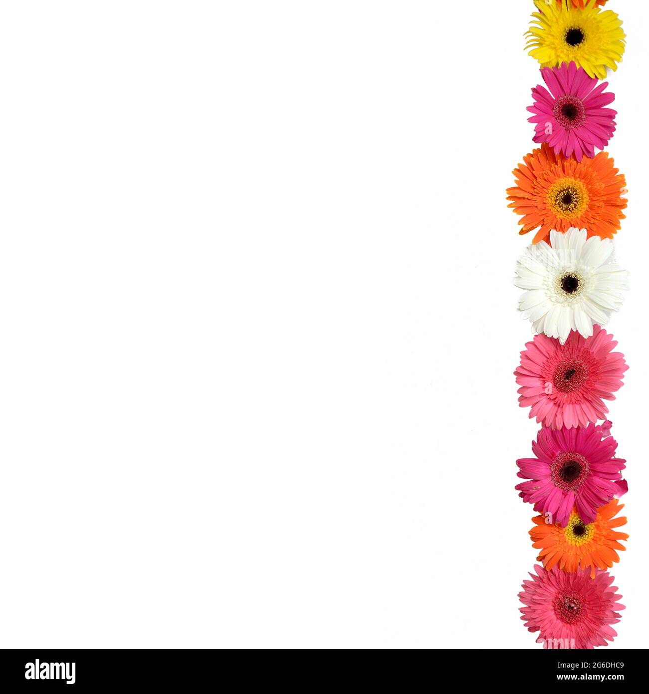 A row of colorful daisies are shown at the right of a white page. Stock Photo