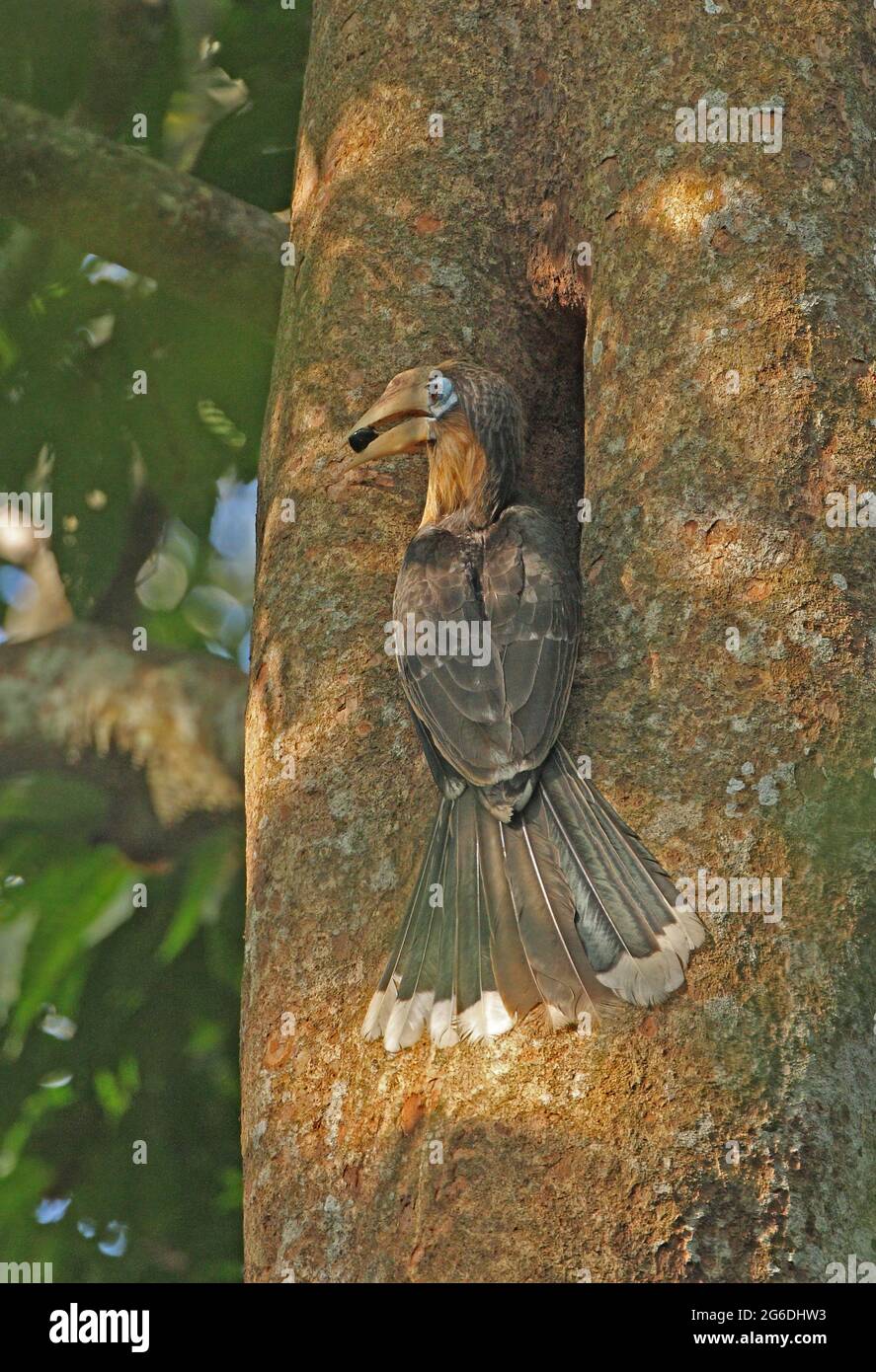 Tickell's Brown Hornbill (Anorrhinus tickelli) adult male visiting nest regurgitating fruit Kaeng Krachen NP, Thailand             February Stock Photo