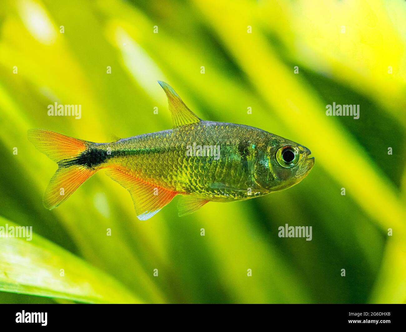 Buenos Aires tetra (Hyphessobrycon anisitsi) isolated in a fish tank with blurred background Stock Photo