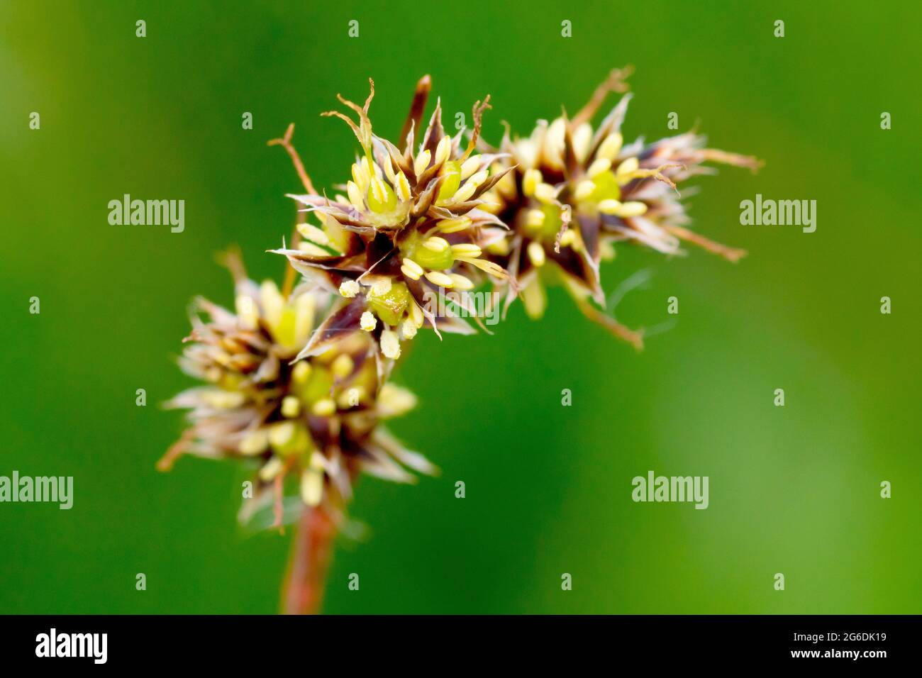 Field Wood Rush (luzula campestris), also known as Good Friday Grass, close up of the head of a single plant in flower. Stock Photo