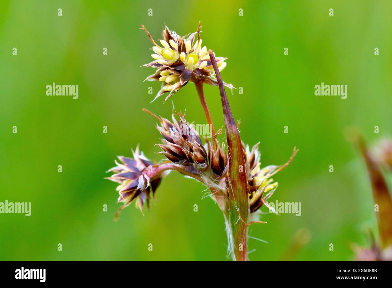 Field Wood Rush (luzula campestris), also known as Good Friday Grass, close up of a single plant in flower. Stock Photo