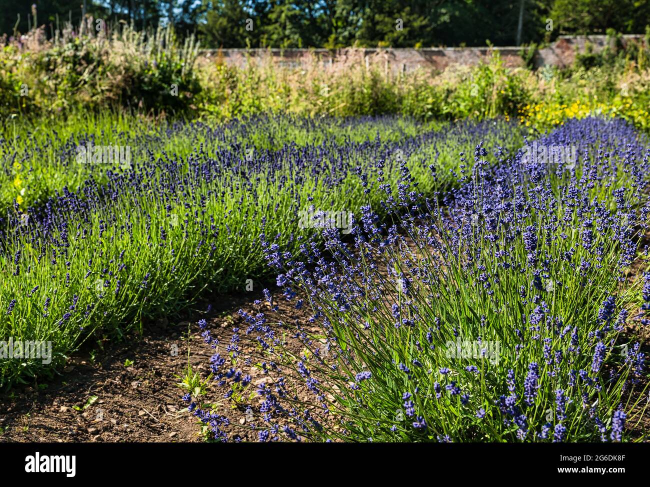Rows of lavender flowers (Lavendula) growing in Gilmerton walled garden in Summer sunshine, East Lothian, Scotland, UK Stock Photo