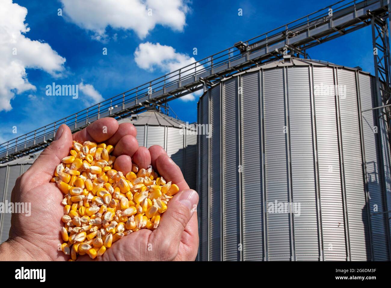 Farmer's Rough Hands Holding Corn Kernels. Handful of Harvested Grain Corn HeartShaped Pile