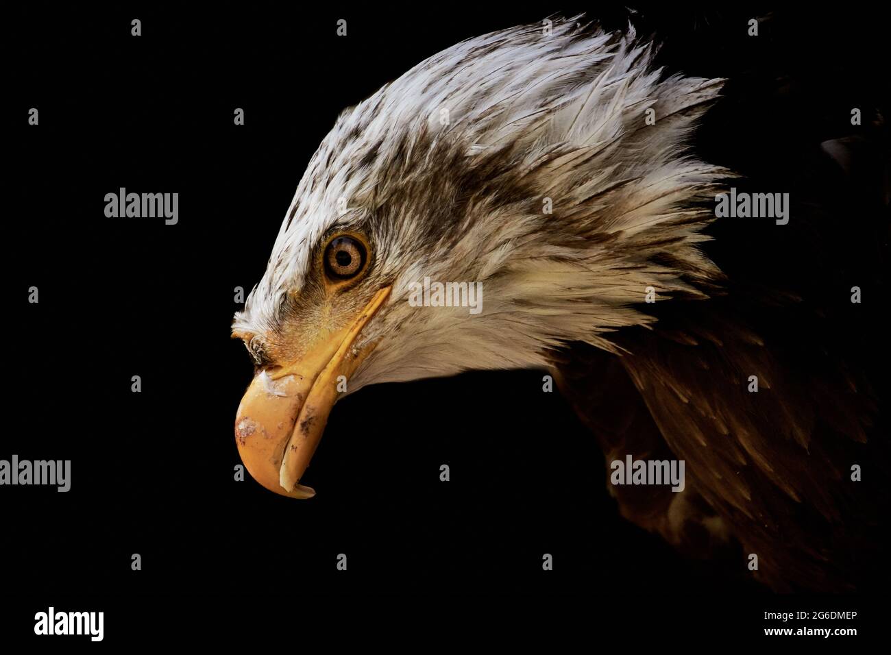 Bald eagle (Haliaeetus leucocephalus) head isolated on black, side view. Stock Photo