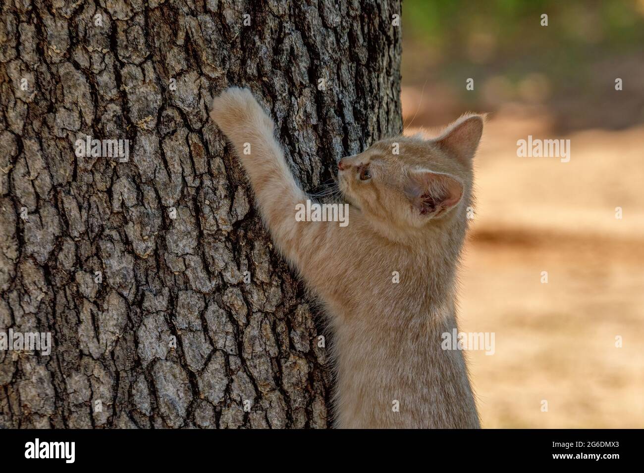 Litte kittens playing and learning to hunt. Stock Photo