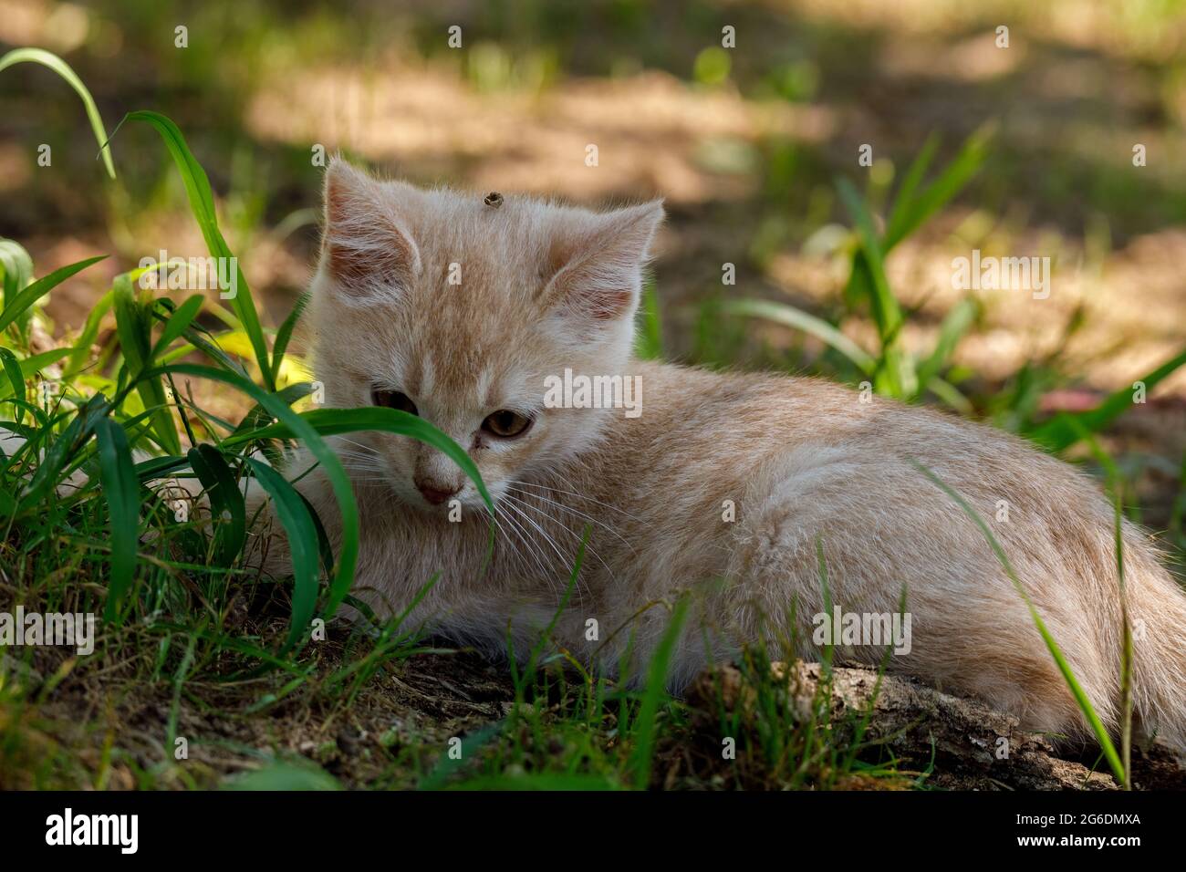 Litte kittens playing and learning to hunt. Stock Photo