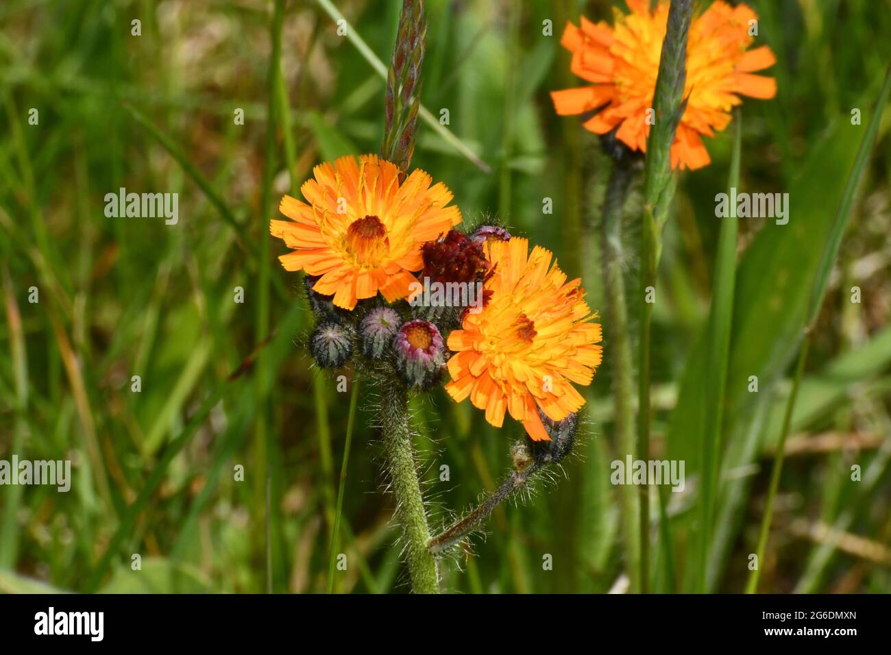 Fox and cubs the  orange hawkweed, 'Pilosella aurantiaca' flowers on a lawn in Somerset.UK Stock Photo