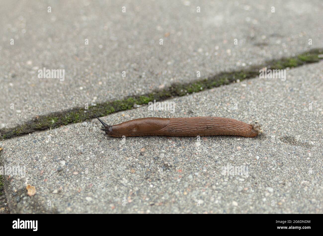 A slug, or a snail without a shell, crawls along the path. A snail without a house on the sidewalk. Close-up shot. Background with copy space Stock Photo