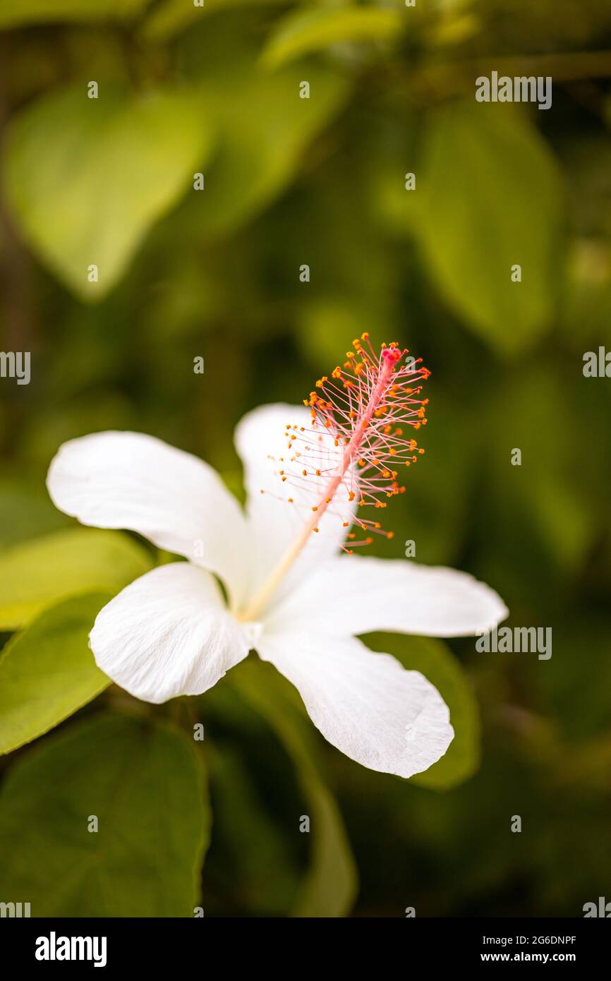 A white Hawaiian Hibiscus flower in Brookside Gardens, Maryland. Stock Photo