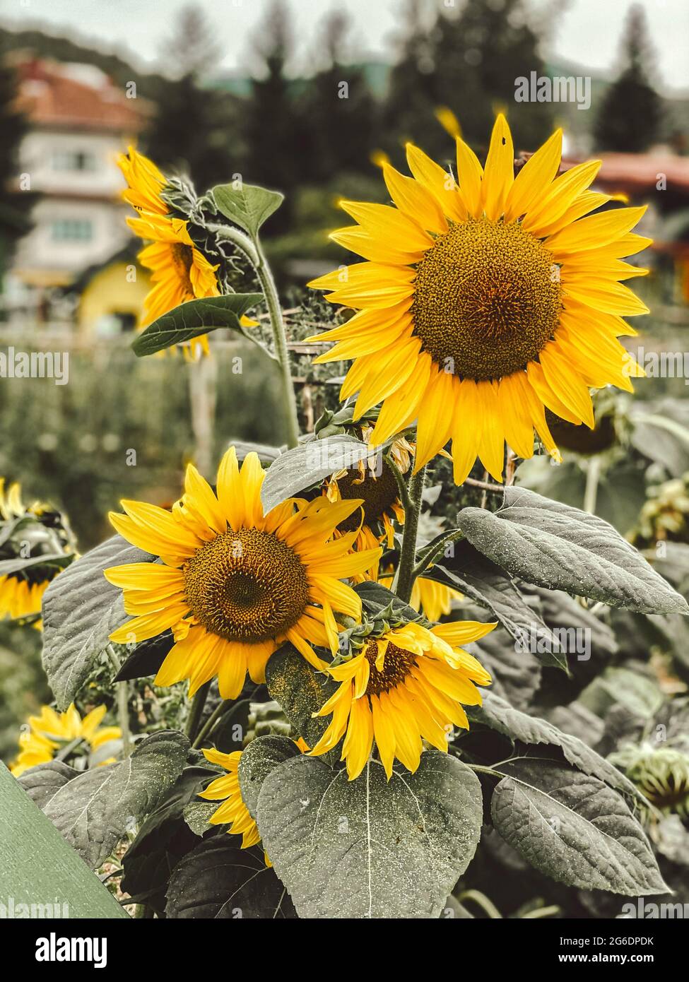 Bright yellow gold sunflowers hi-res stock photography and images - Alamy