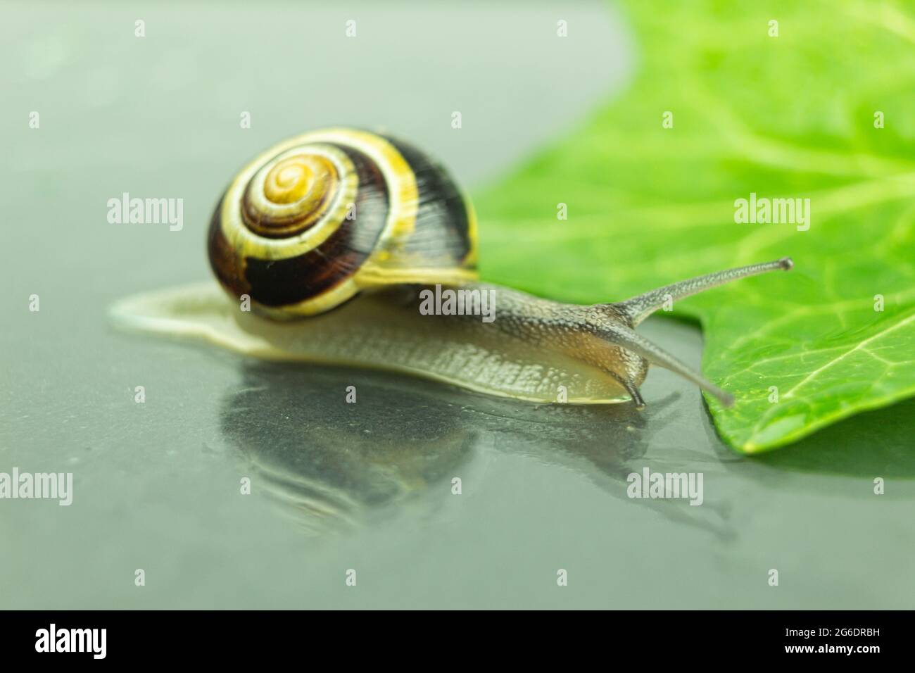 A large snail crawls on a glass surface wet from the rain. Roman snail ...