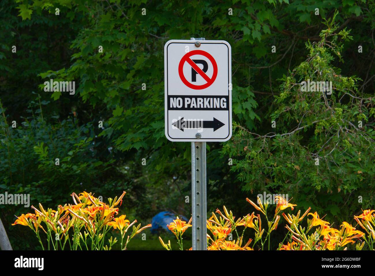 No parking sign among flowers Stock Photo
