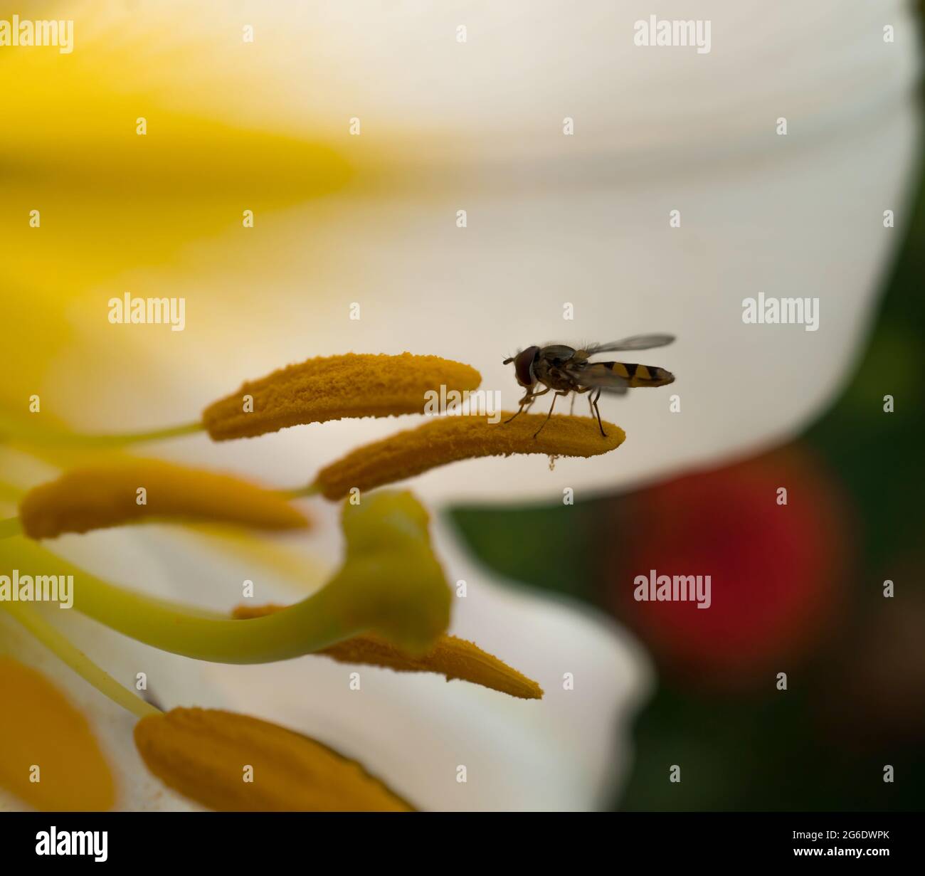 Insect pollinates lily flower, close-up macro, with blurred background Stock Photo