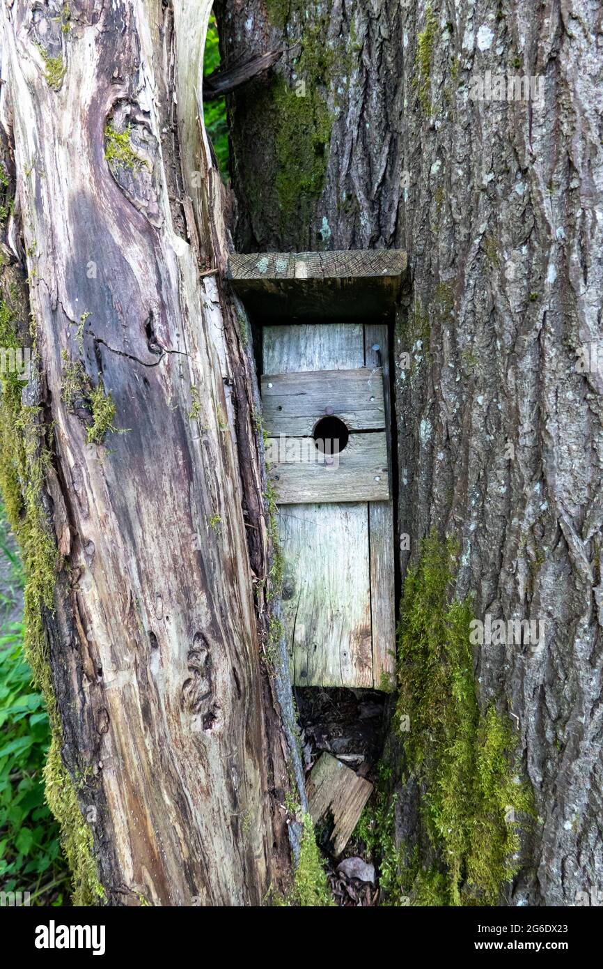 Weathered birdhouse wedged between tree trunks Stock Photo