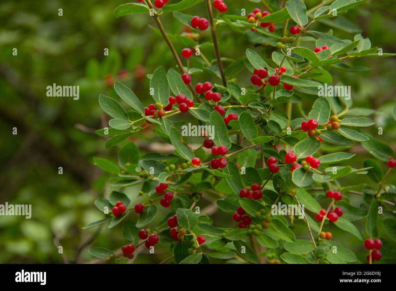 Red tree berries Stock Photo