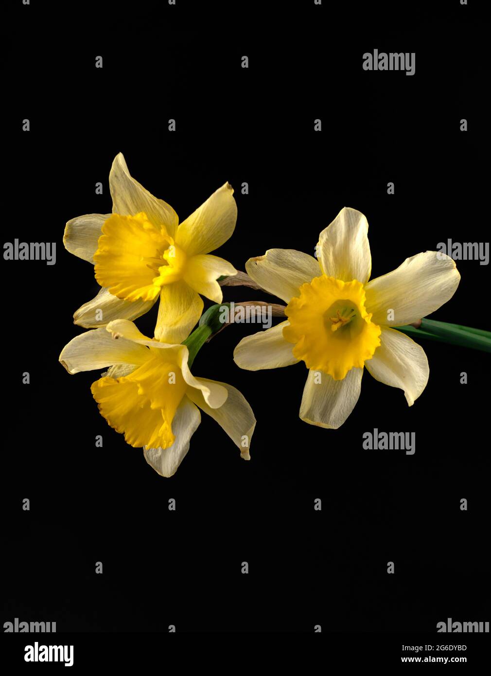 Daffodils, three Narcissus flowers on a black background isolated Stock Photo