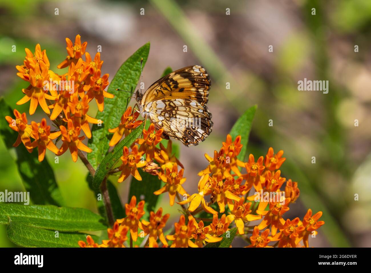 Silvery Checkerspot Butterfly (Chlosyne nycteis) with wings closed on an orange flower in selective focus Stock Photo