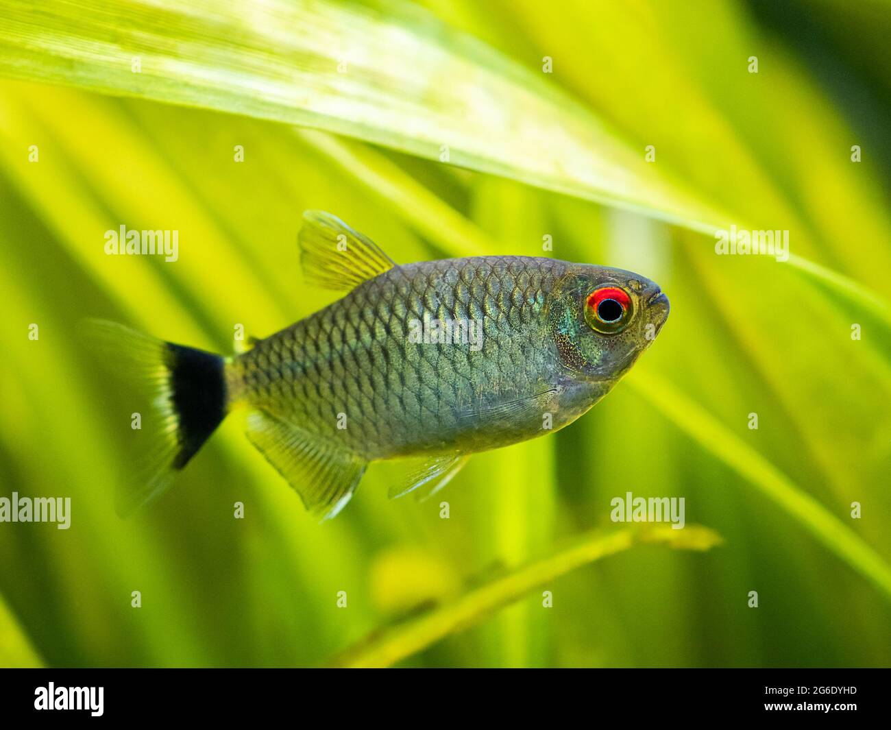 redeye tetra (Moenkhausia sanctaefilomenae) isolated in a fish tank with blurred background Stock Photo