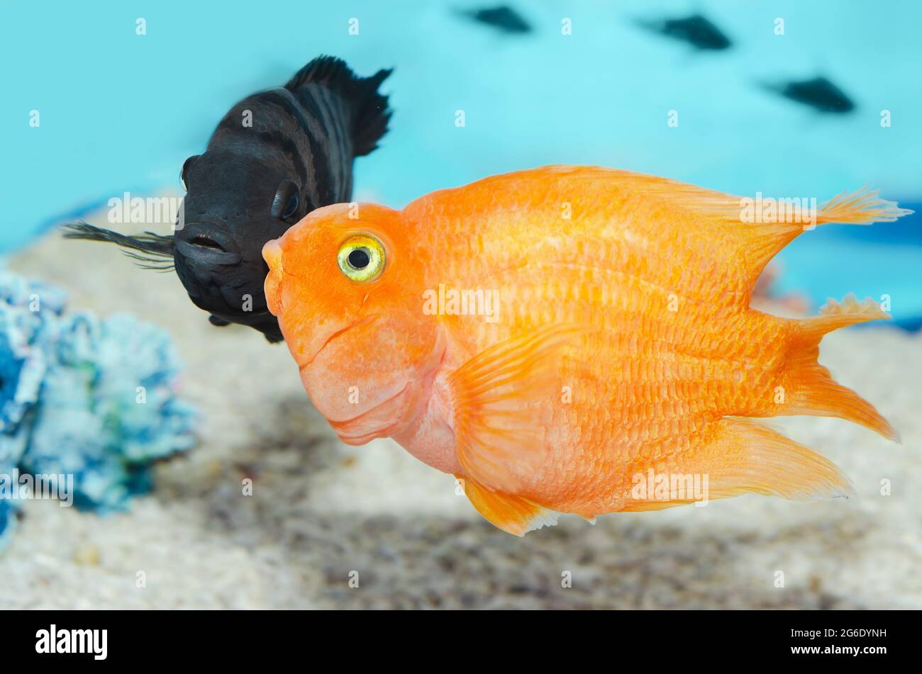 Big beautiful fish in the aquarium. Fish with black stripes Cichlasoma nigrofasciatum and red parrot. Selective focus Stock Photo