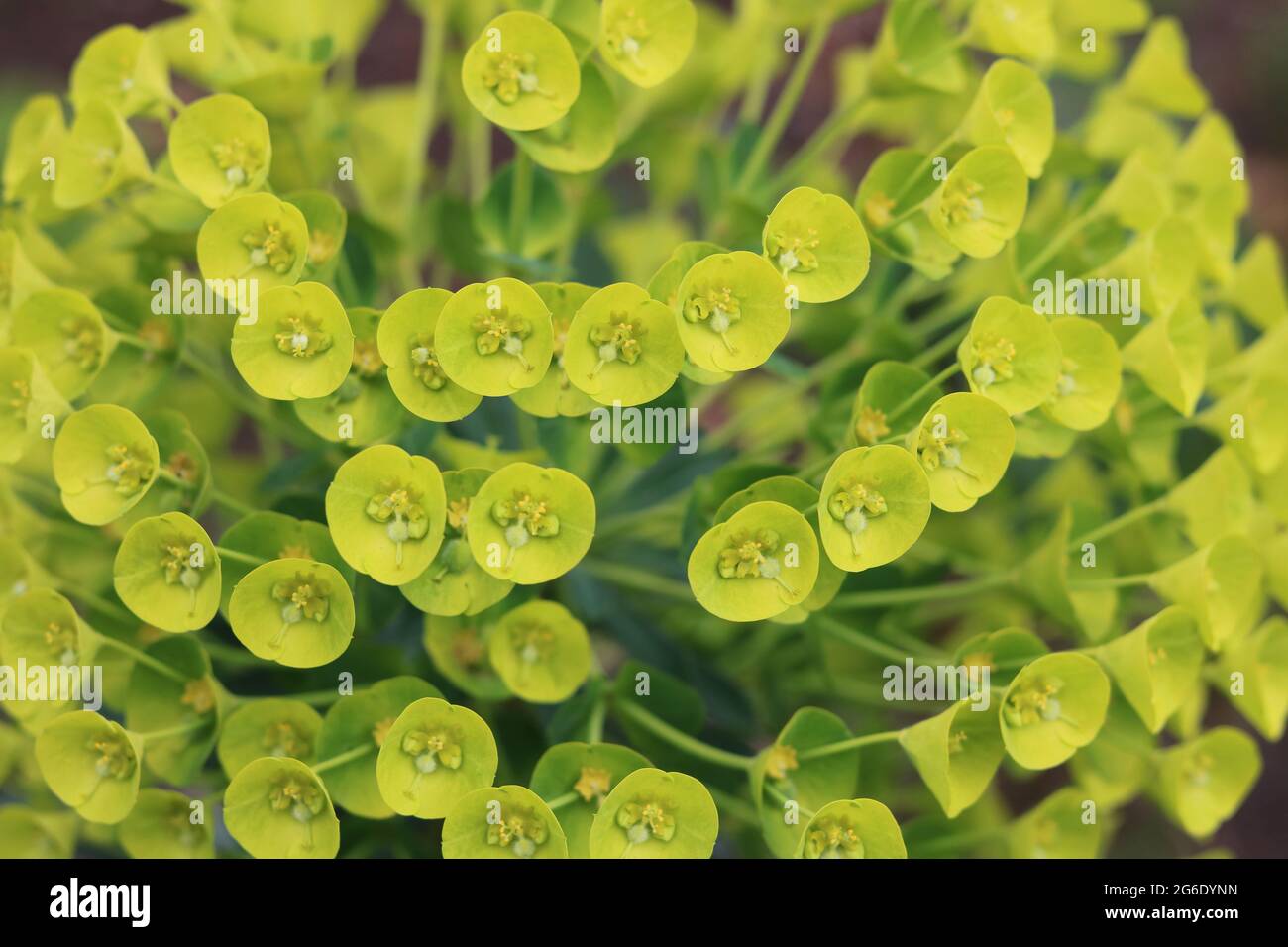 Full frame image of euphorbia foliage in shades of yellow green Stock Photo