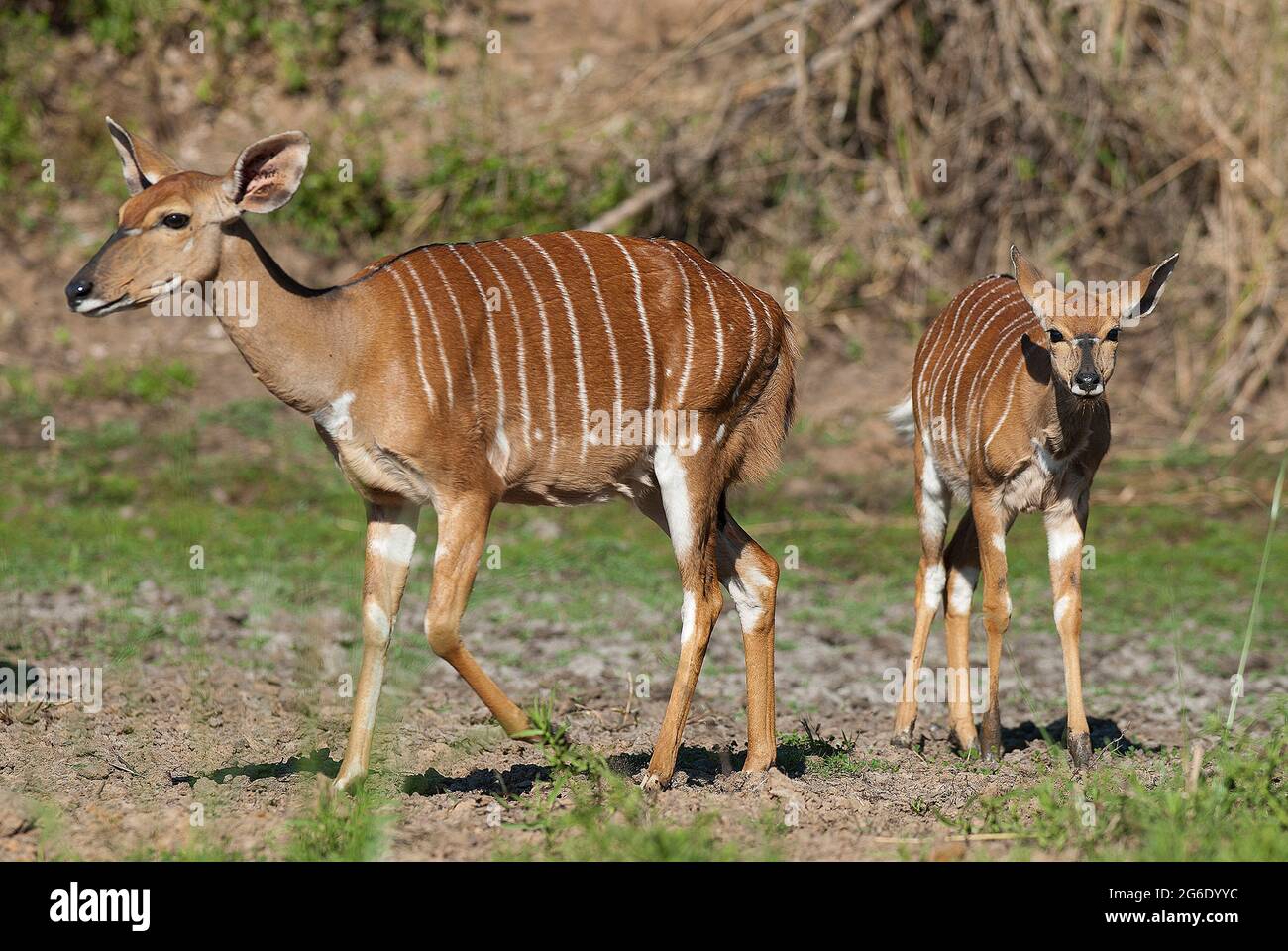 Nyala female and baby, Kruger National Park , South, Africa. Stock Photo